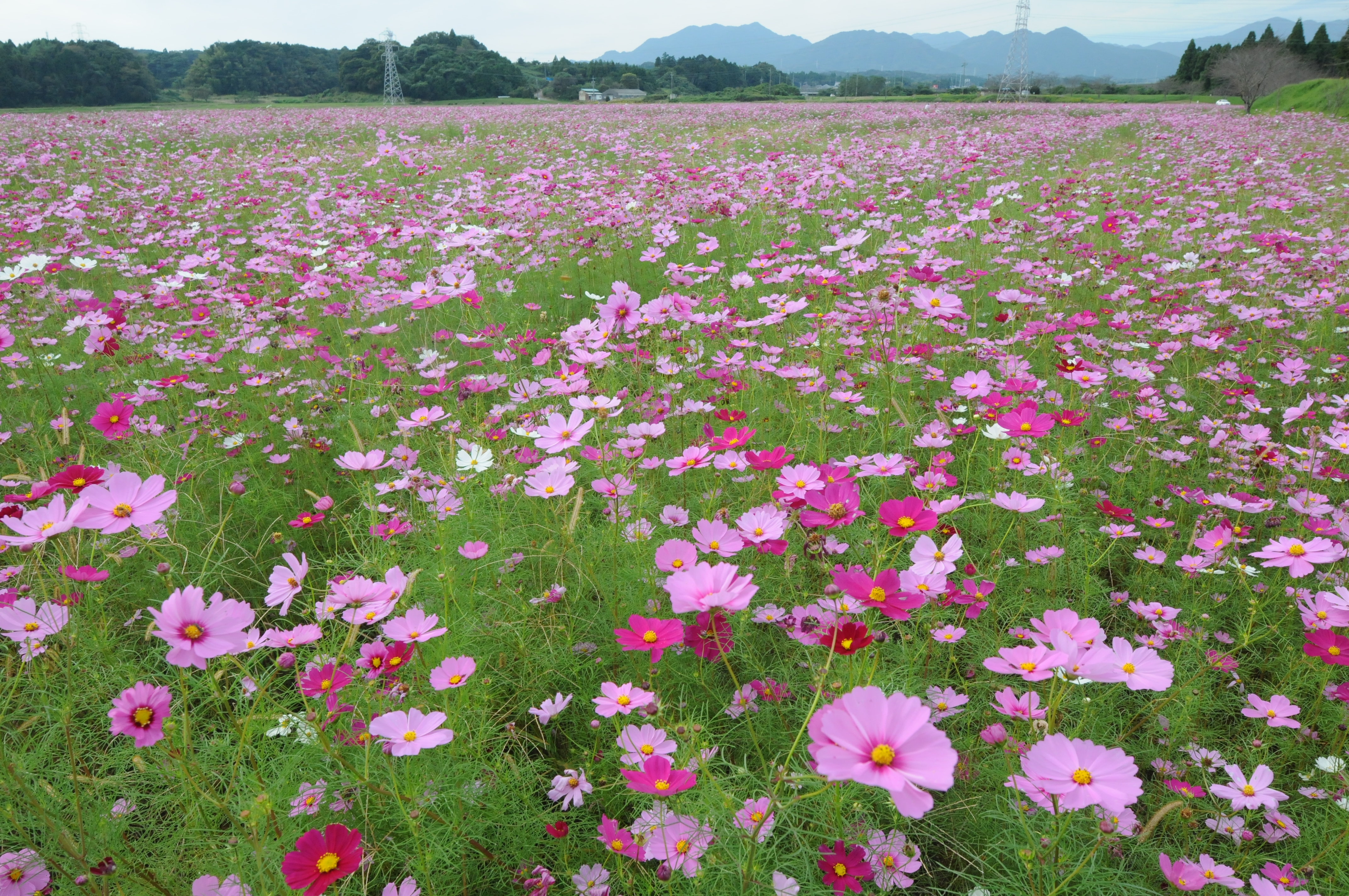 亀山市のコスモス畑 東海の花